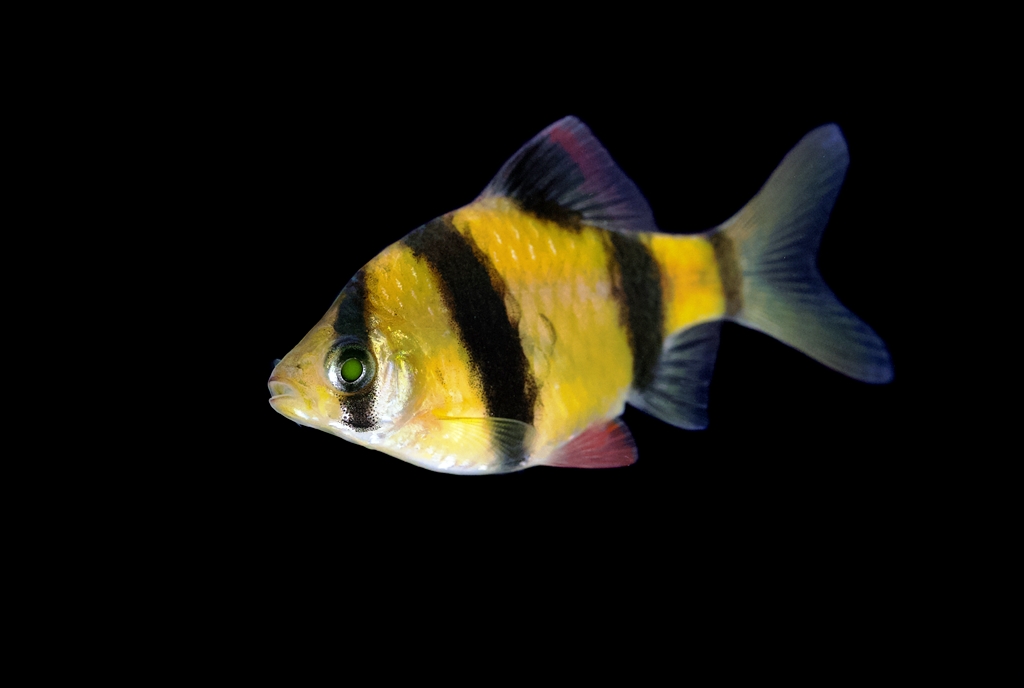 GloFish - Barb - Sunburst Orange - 1 inch - Quantity of 6
